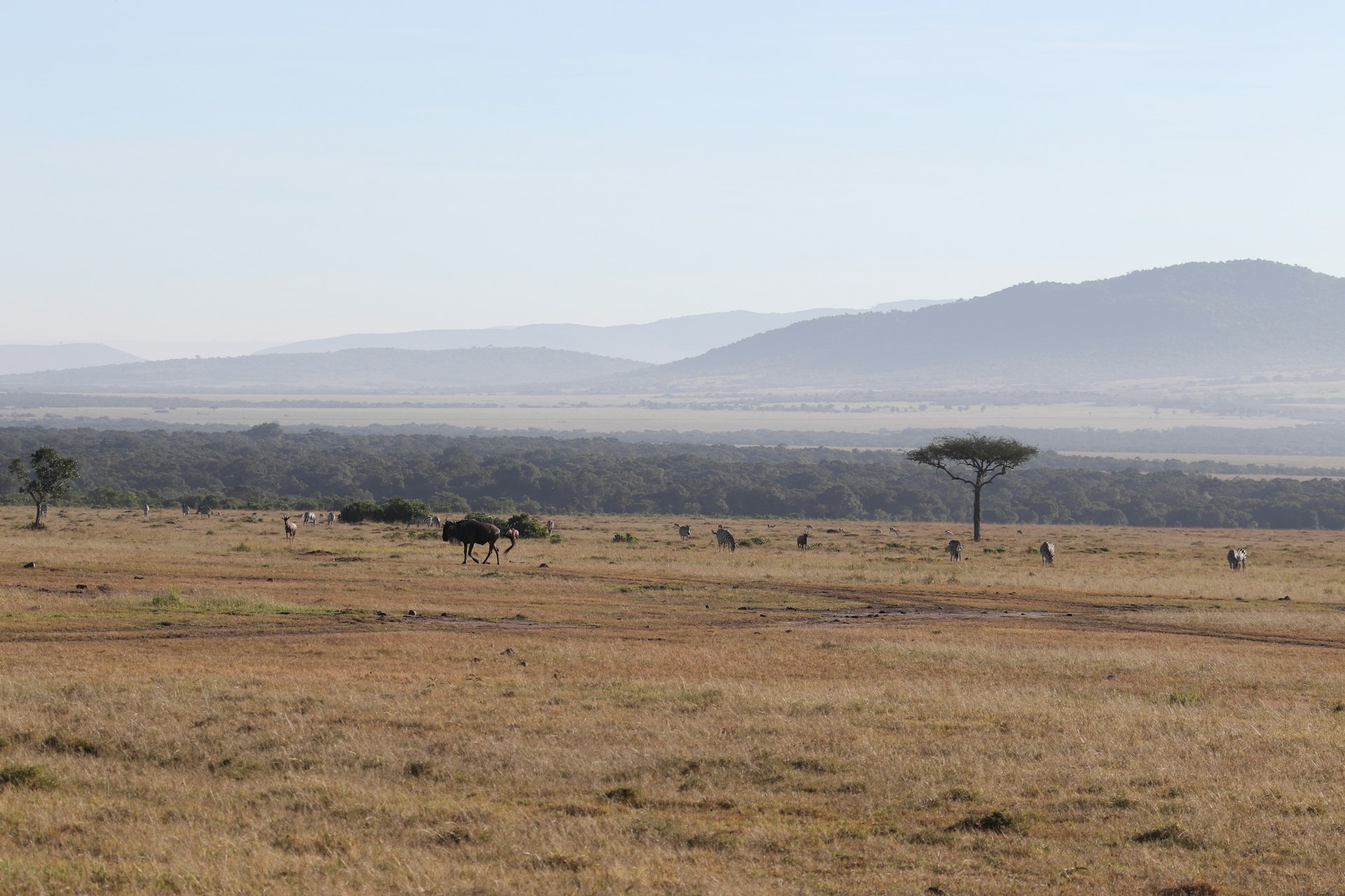 African savanna landscape with wildlife