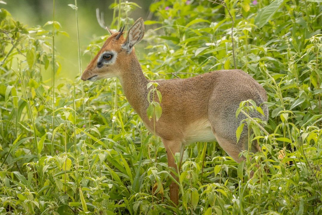 East African savanna wildlife