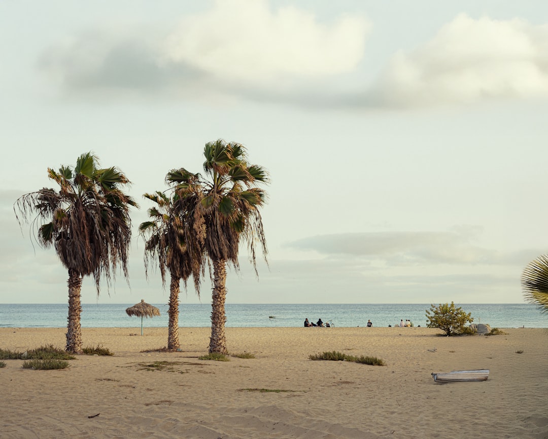 Palm trees on a West African beach