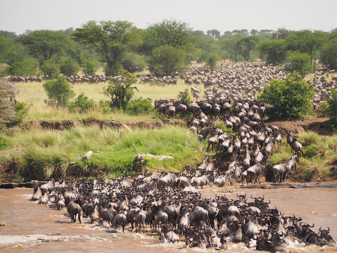 Wildebeest herd during the Great Migration