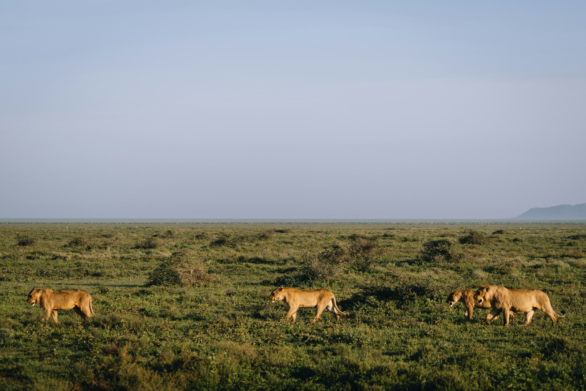 Lions walking across a grassy savanna landscape