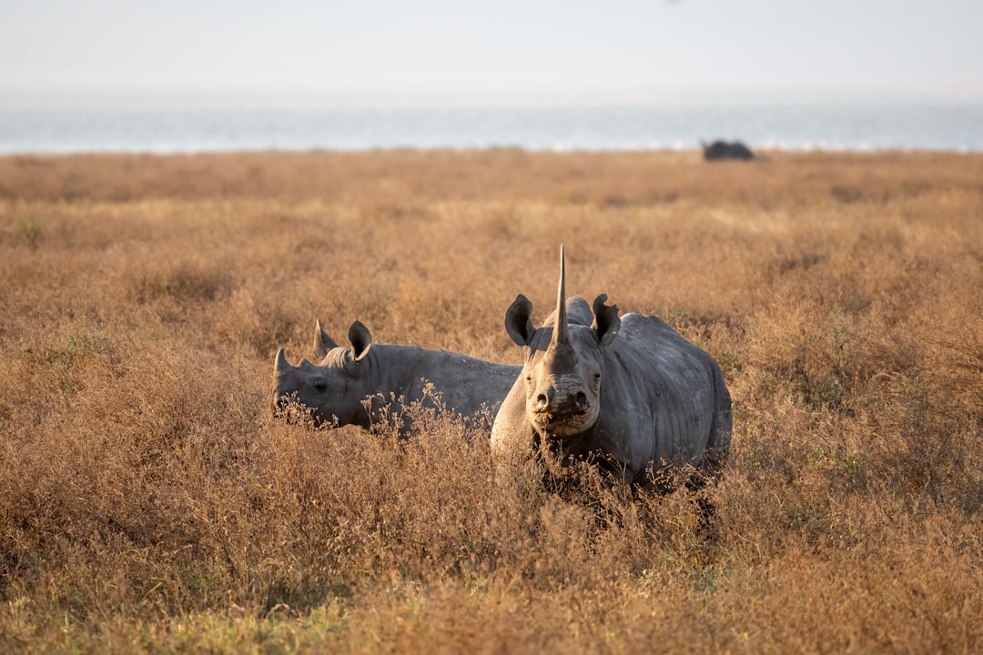 Rhinoceros under armed protection — evocative of Ol Pejeta Conservancy on the Laikipia Plateau, Kenya