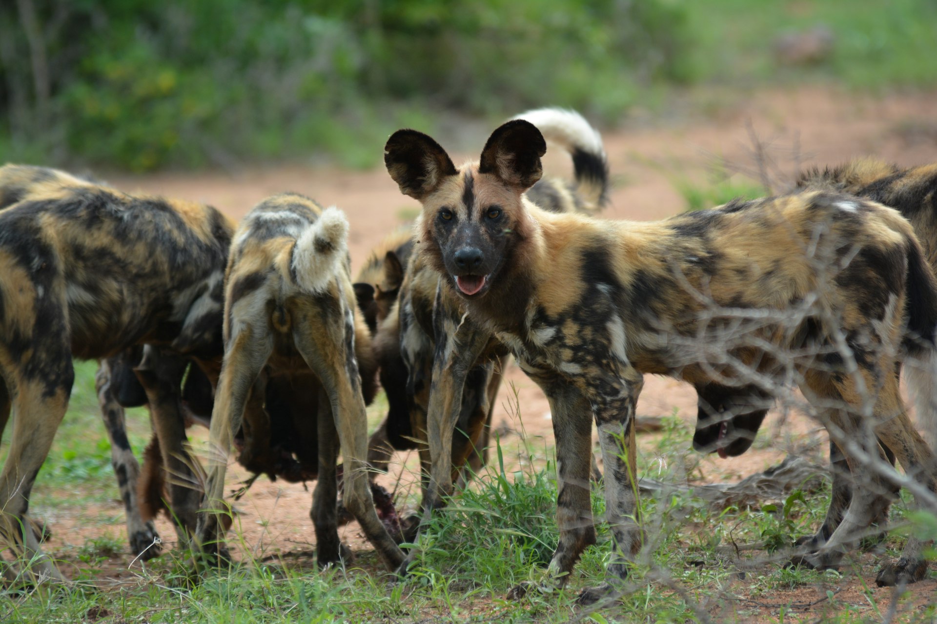 A pack of wild dogs on the open grassland
