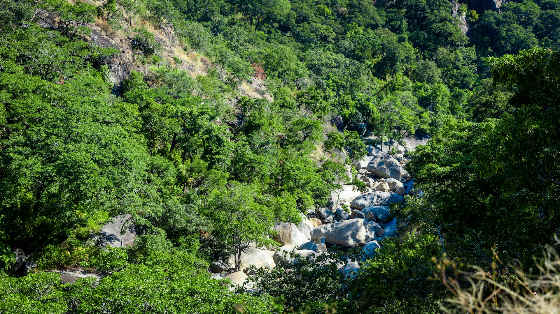 A river running through the lush green forest below the Mulanje massif