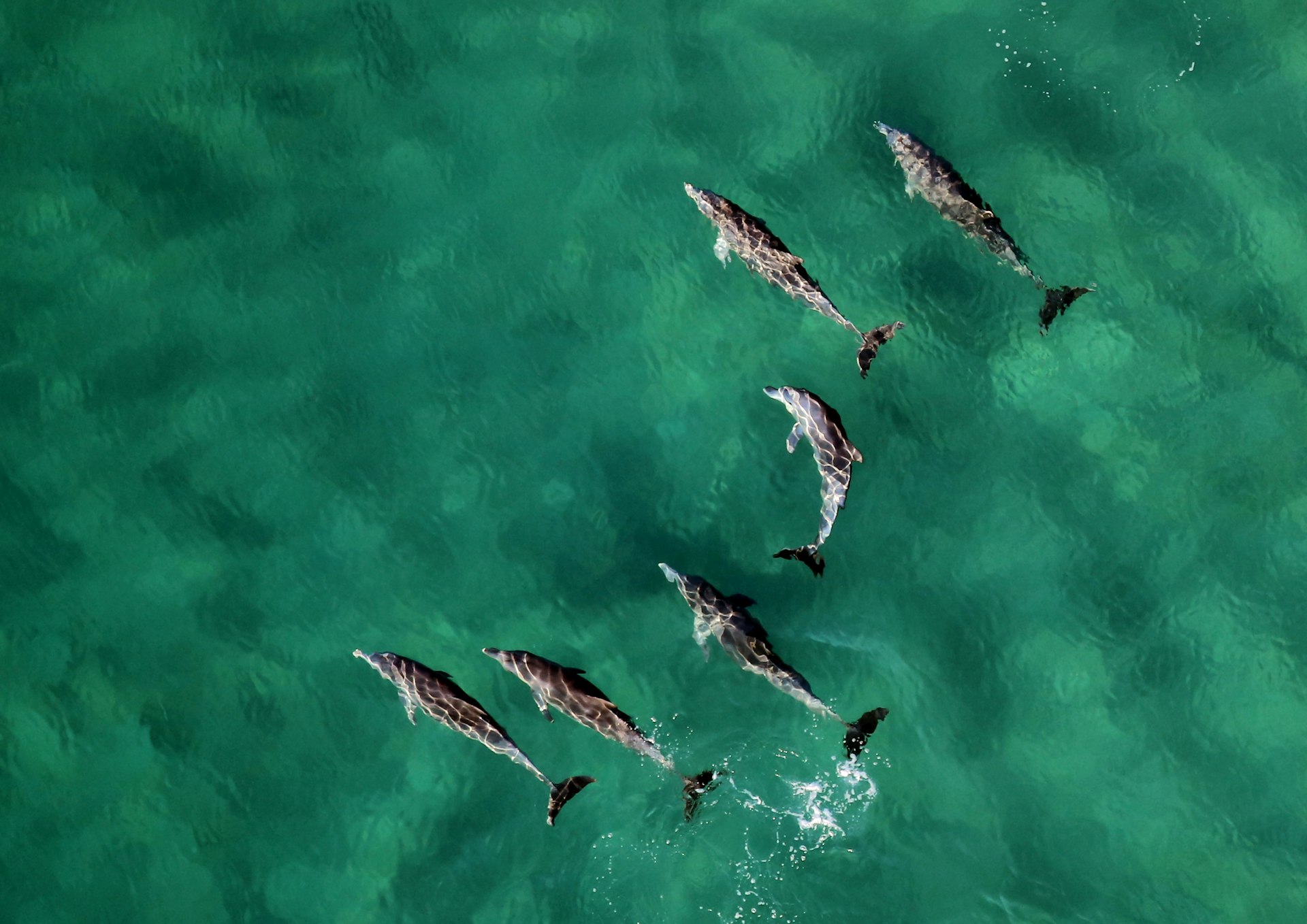 A pod of dolphins swimming in calm water off Ponta do Ouro