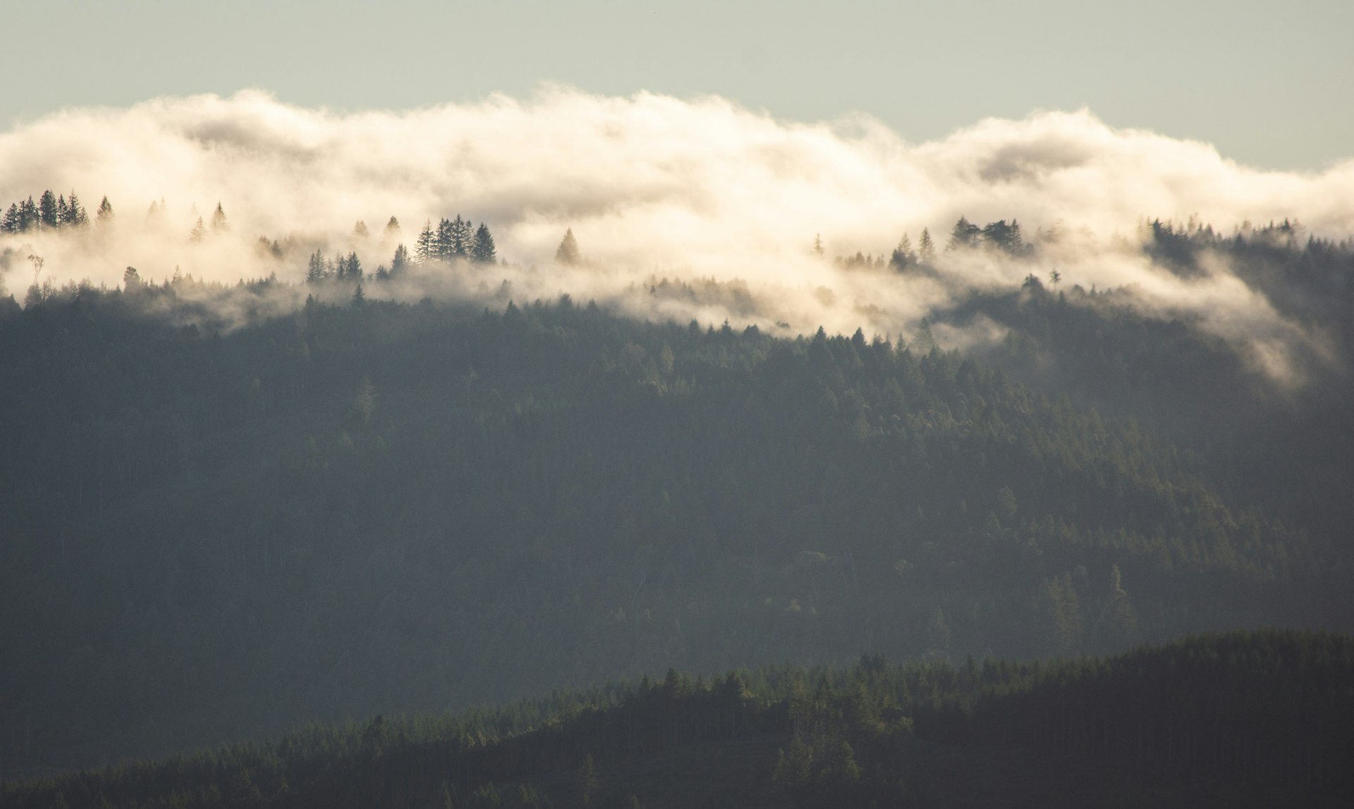 A forested mountain shrouded in mist and low-lying cloud