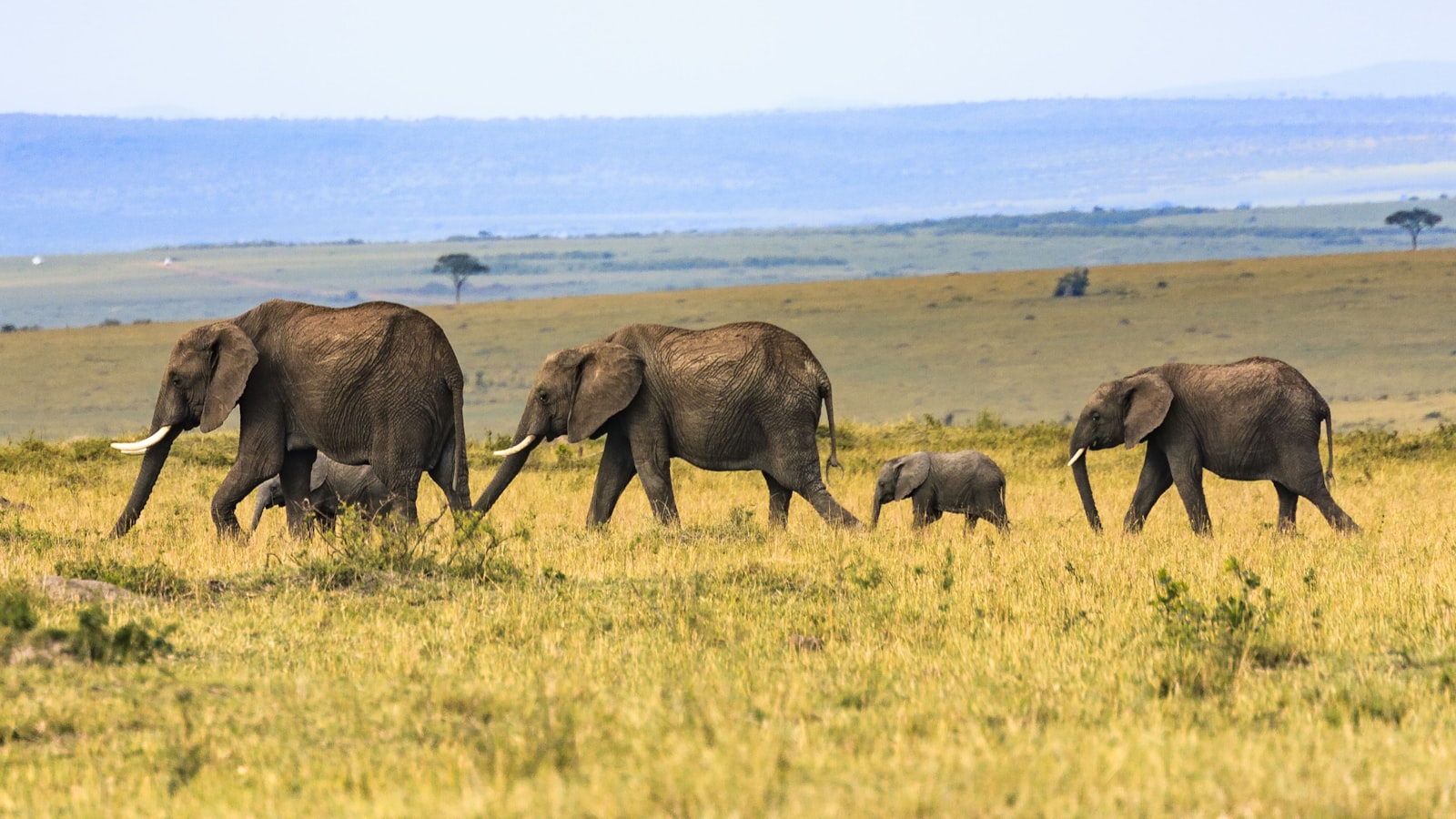 An elephant herd on the move in Africa