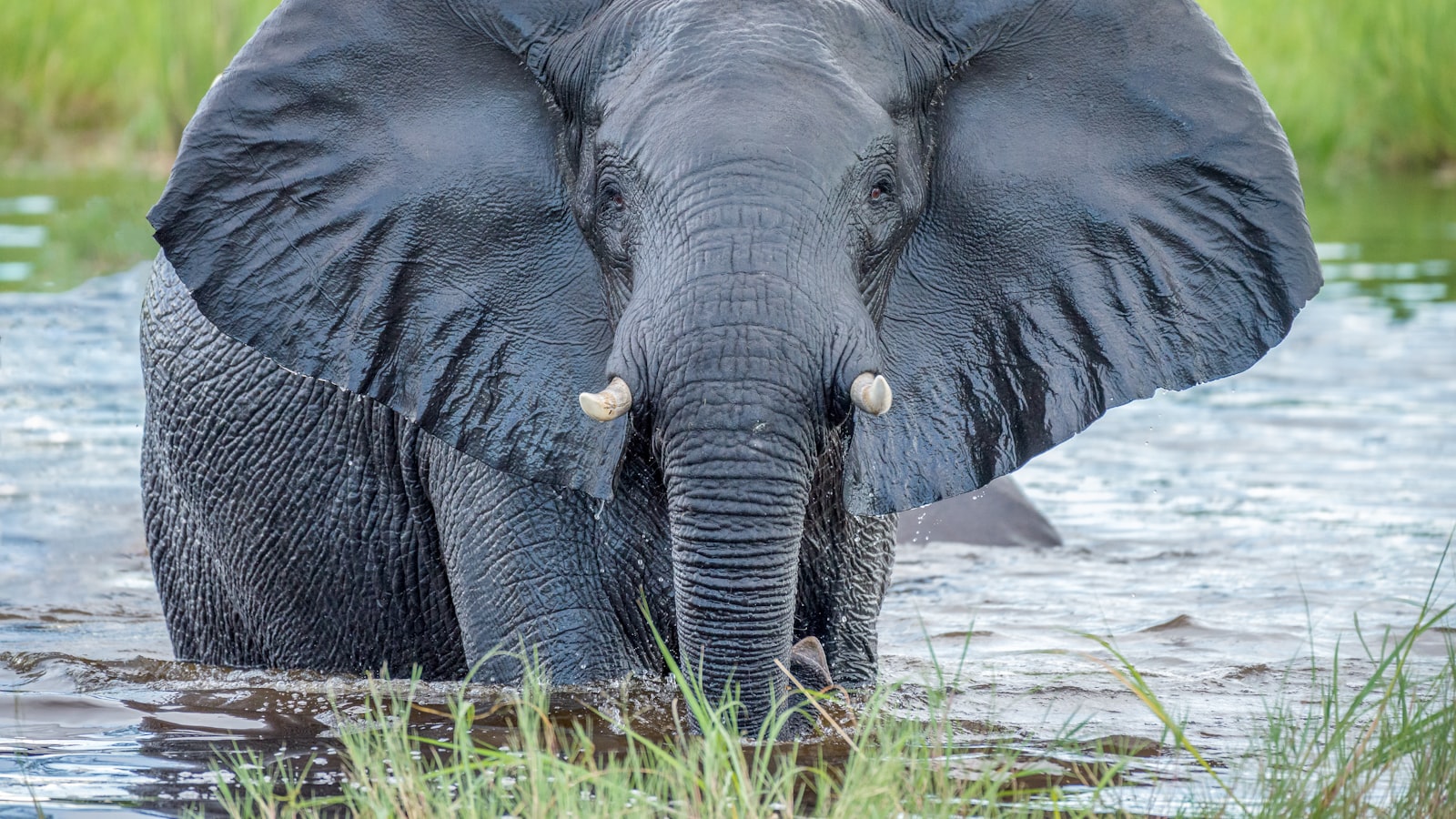 Elephants by the Chobe River in Botswana