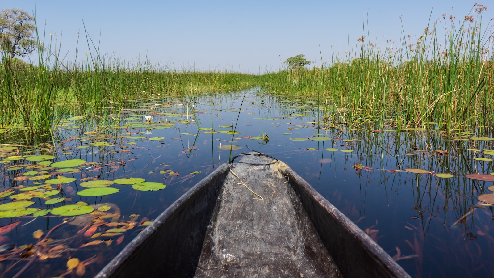 A mokoro canoe in the Okavango Delta
