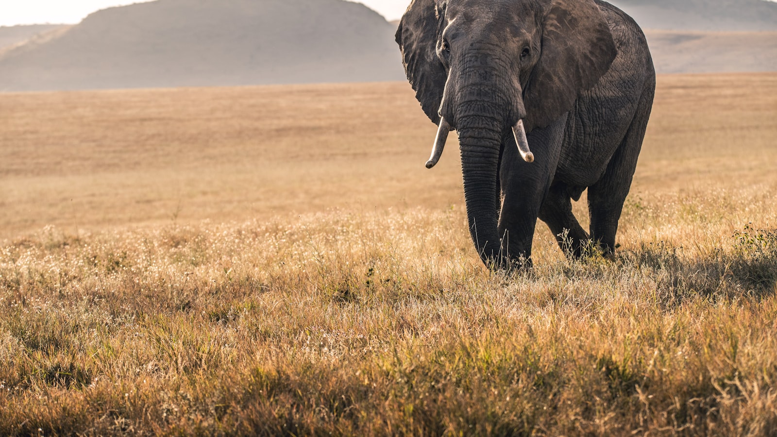 A forest elephant in the rainforest