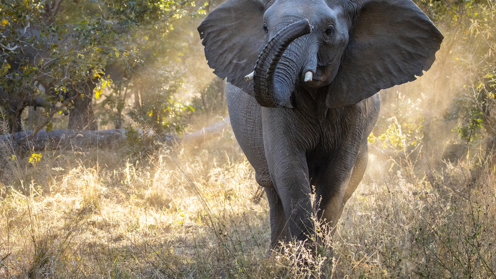 An elephant in the Zimbabwean wilderness