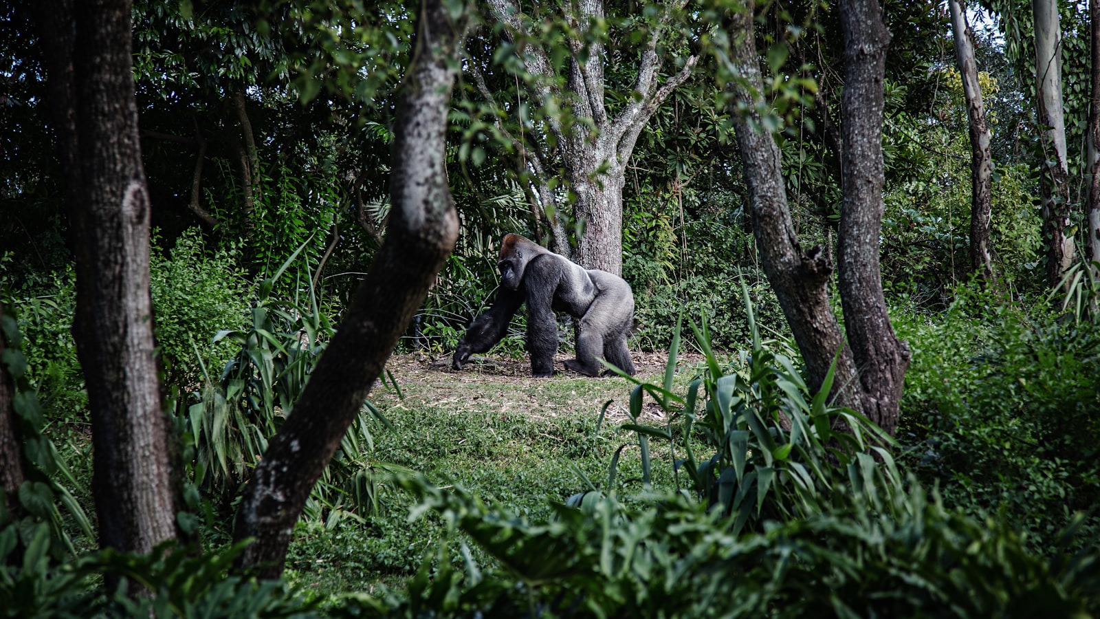 A gorilla in the African rainforest
