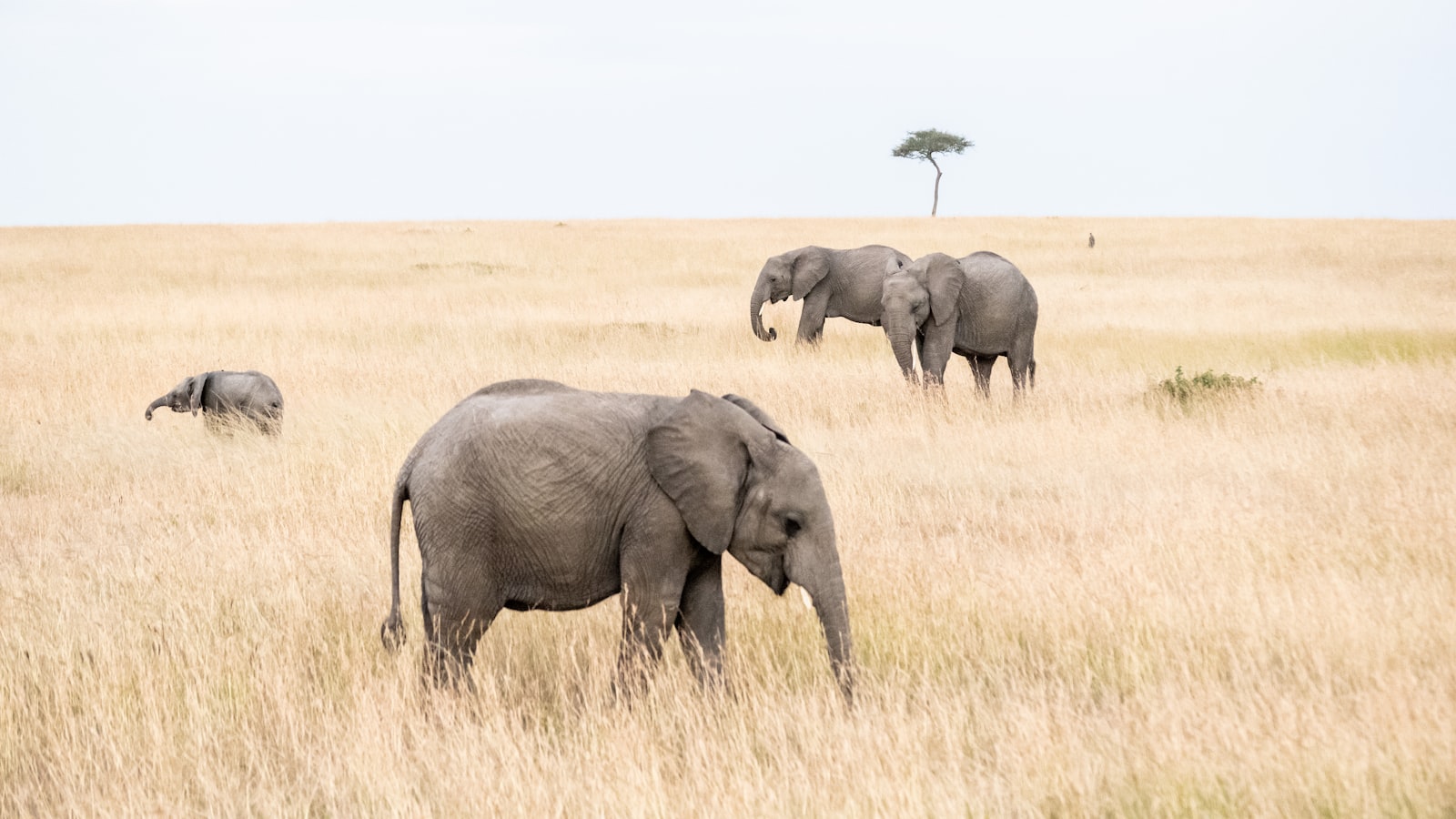A herd of elephants on the savanna