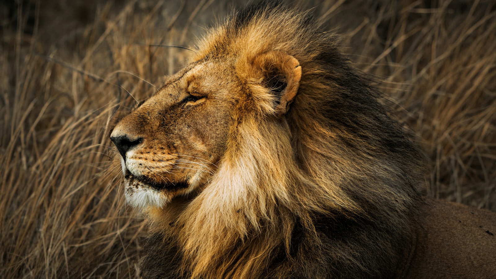 A lion in an African national park