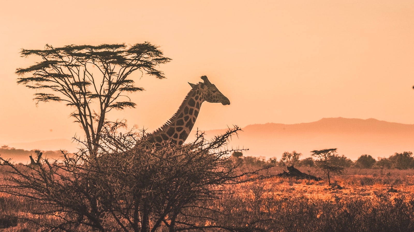 A reticulated giraffe in northern Kenya