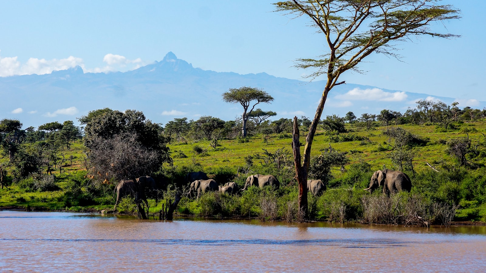 Elephants by a river in Kenya