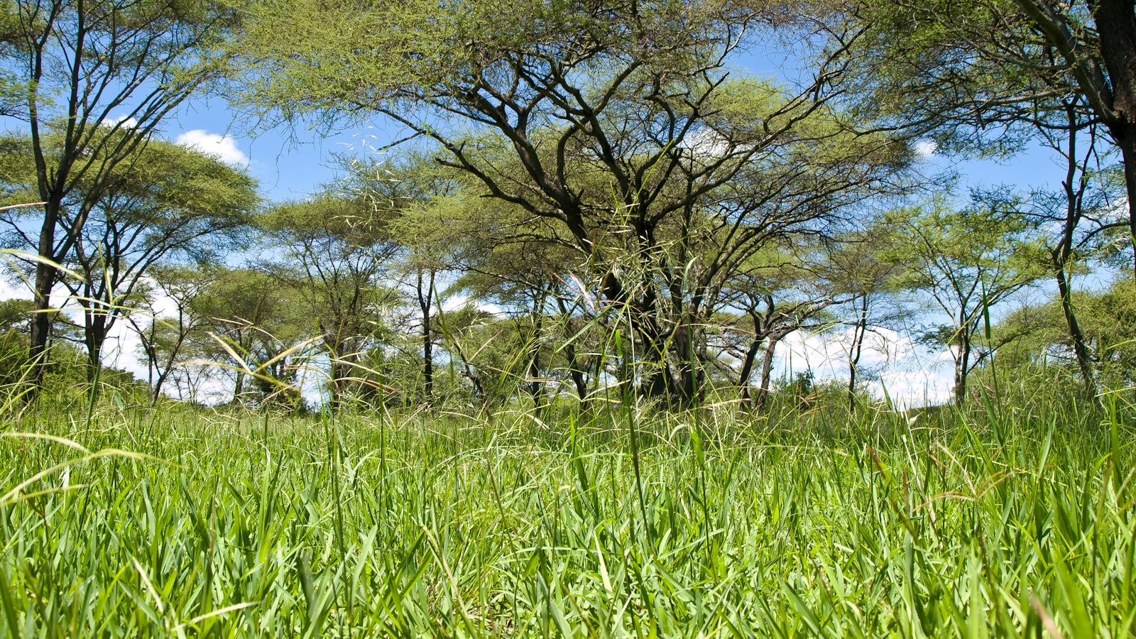 An acacia-dotted safari landscape in Tanzania