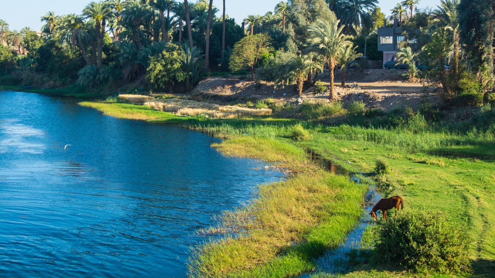 An African fish eagle by the Nile